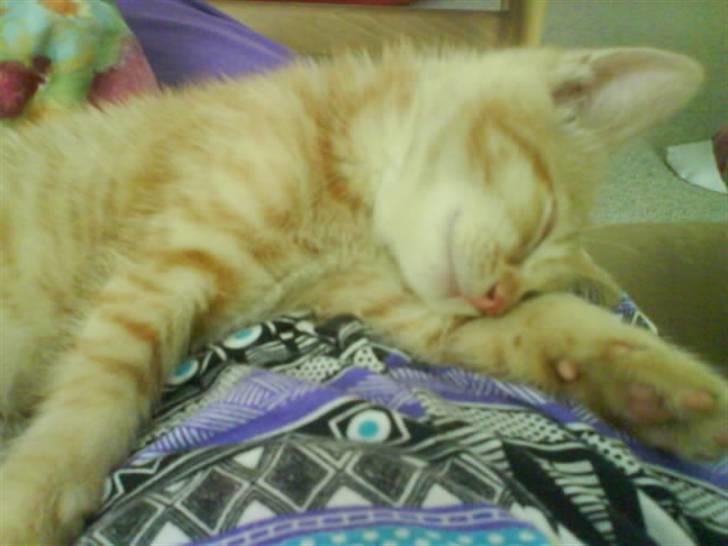 Huskat sille - jeg ræve sover  billede 6