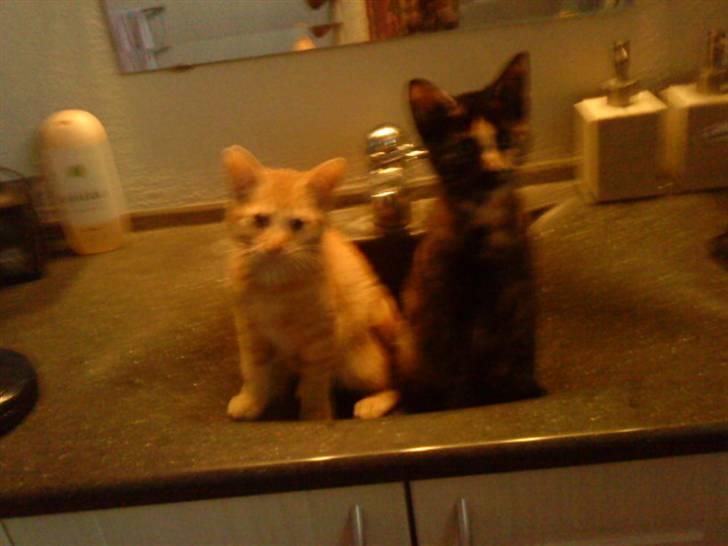 Huskat sille - jeg kigger lige lidt på min bror billede 7