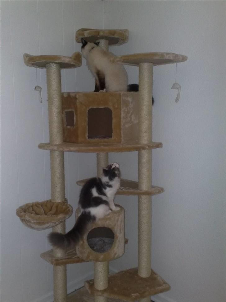 Maine Coon Bianca - Juli 2009. Har lige fået et fint kradsetræ  Mijau billede 9