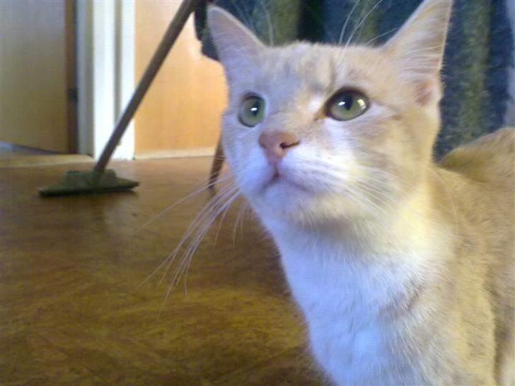 Blanding af racer Superlyn (væk) billede 6