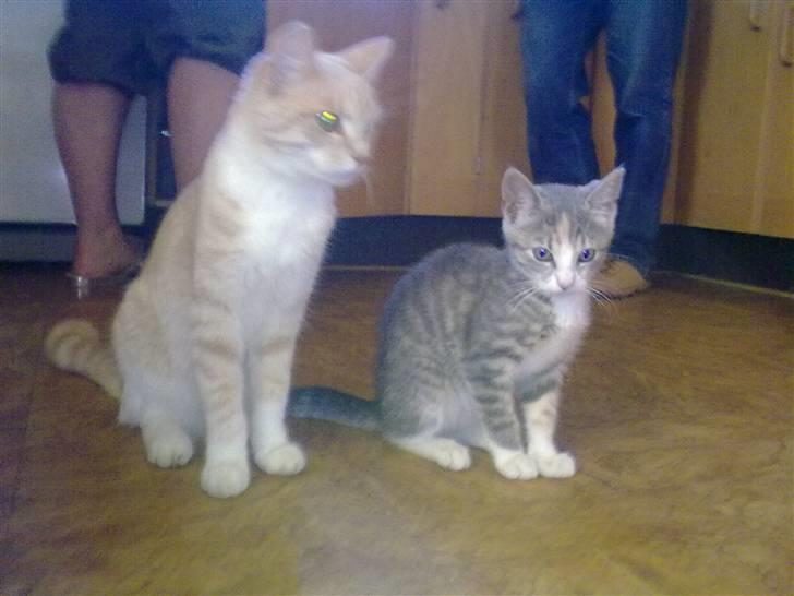 Blanding af racer Superlyn (væk) billede 7