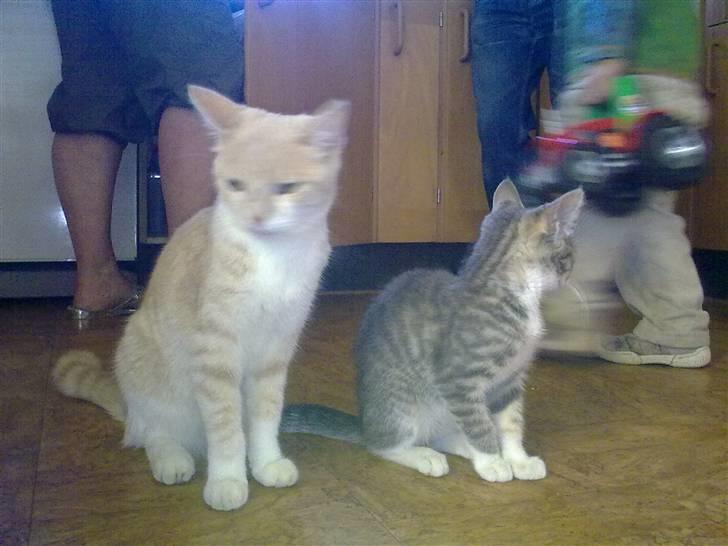 Blanding af racer Superlyn (væk) billede 8