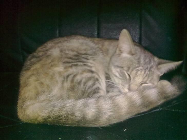 Blanding af racer Rapunzel billede 8