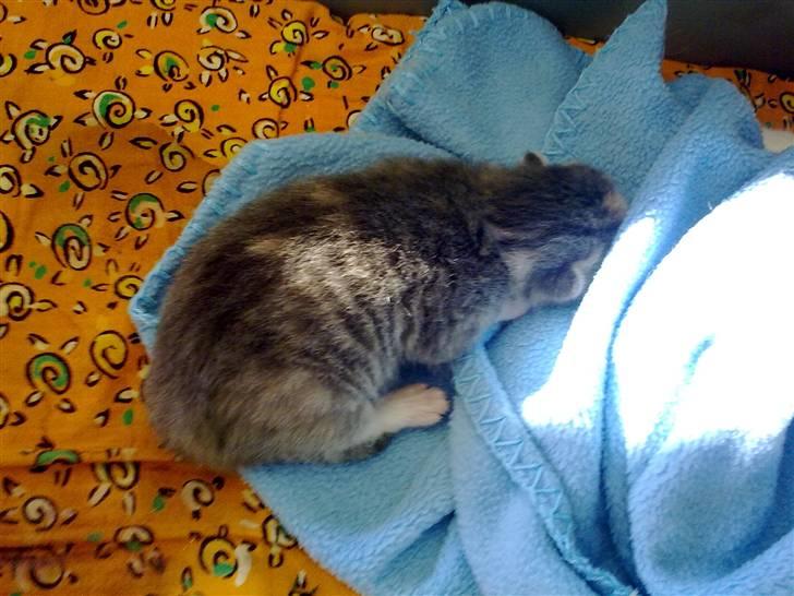 Blanding af racer Mille billede 10