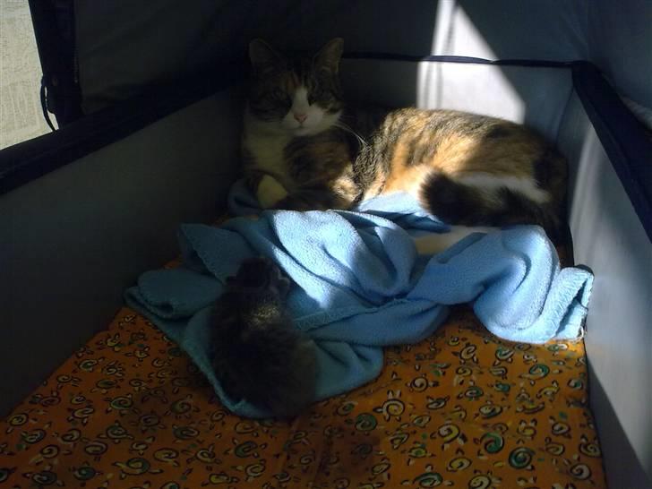 Blanding af racer Mille billede 11