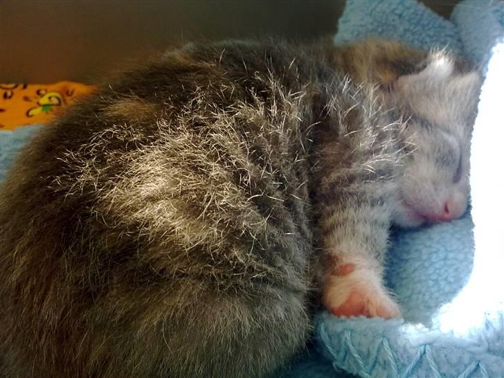 Blanding af racer Mille billede 12