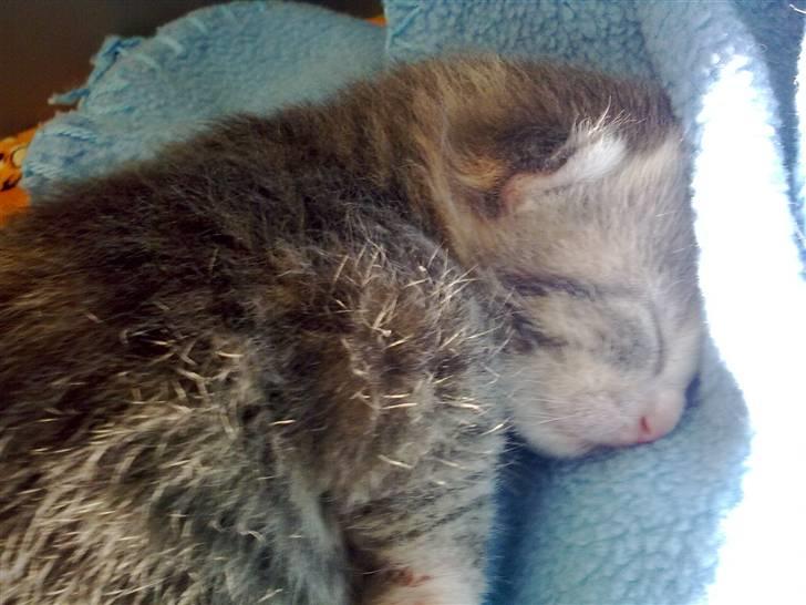 Blanding af racer Mille billede 13