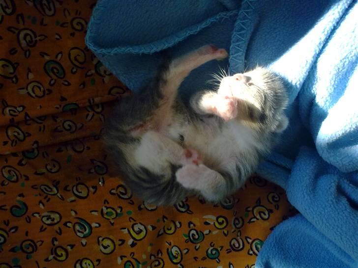 Blanding af racer Mille billede 14