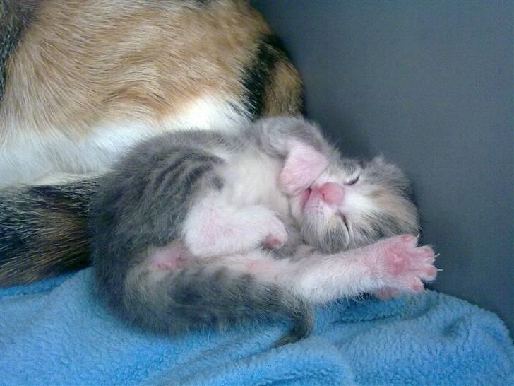 Blanding af racer Mille billede 15