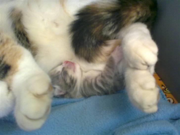 Blanding af racer Mille billede 17