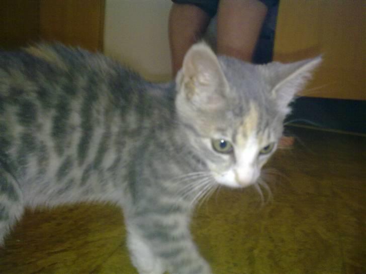 Blanding af racer Mille billede 18