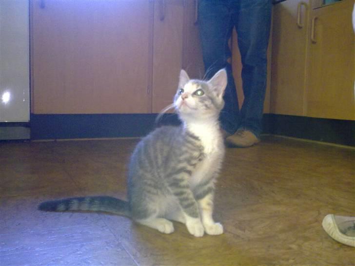 Blanding af racer Mille billede 19