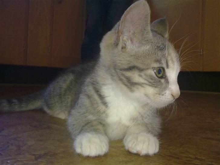 Blanding af racer Mille billede 20