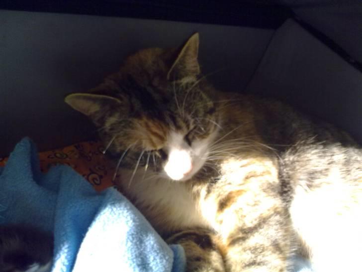 Huskat Boble billede 1