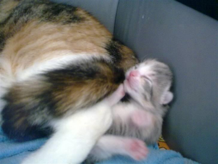 Huskat Boble billede 2