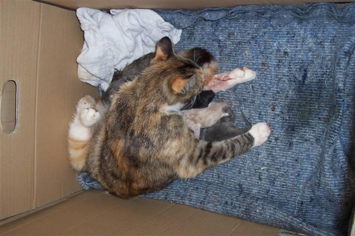 Huskat Boble billede 4