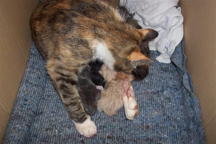 Huskat Boble billede 5