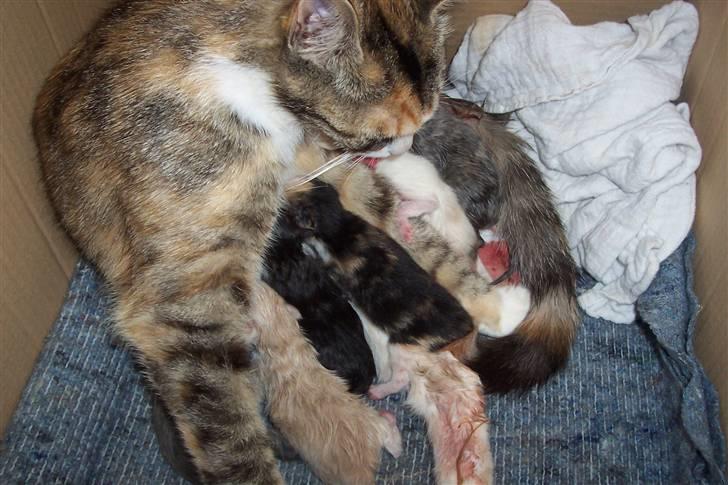 Huskat Boble billede 6