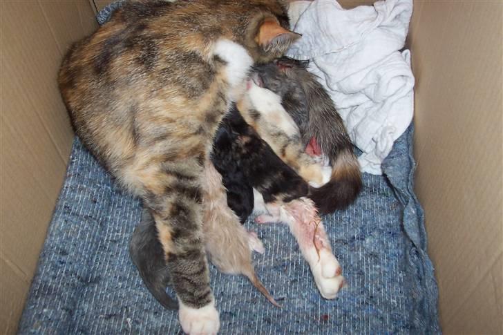 Huskat Boble billede 7