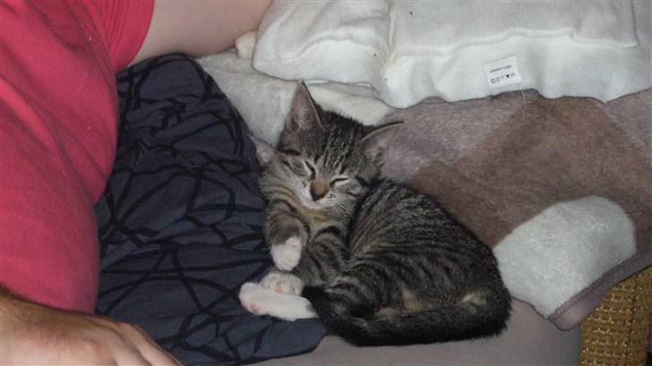 Huskat Zille billede 1