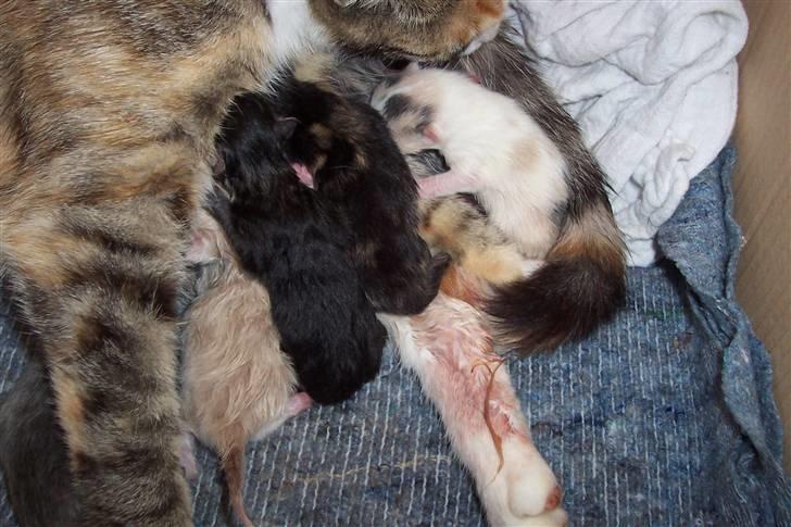 Huskat Boble billede 8