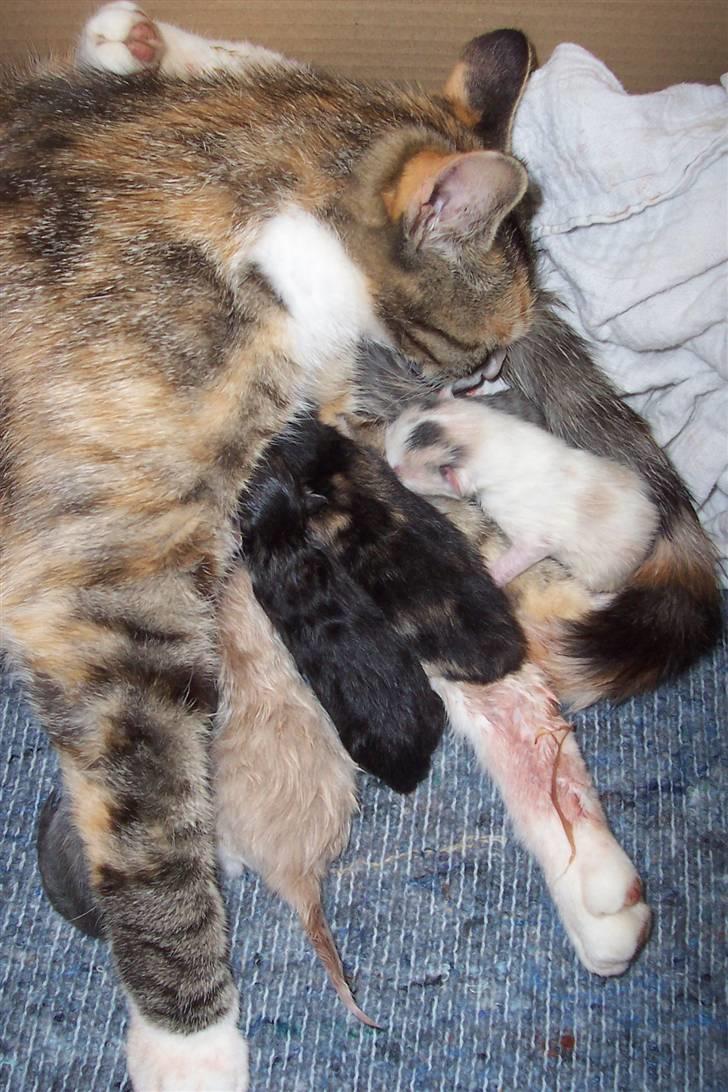 Huskat Boble billede 9