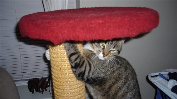 Huskat Zille billede 2