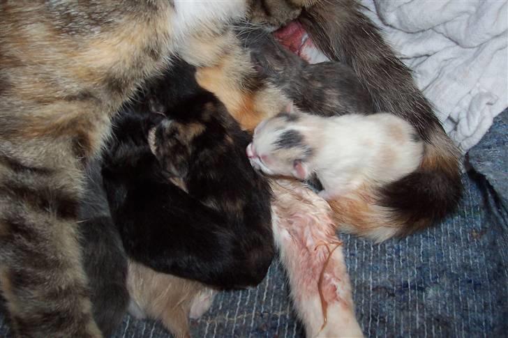 Huskat Boble billede 10