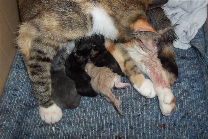 Huskat Boble billede 11