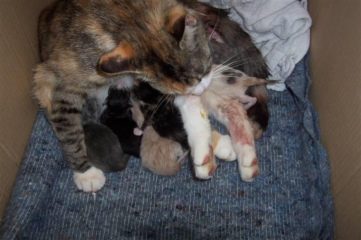 Huskat Boble billede 12