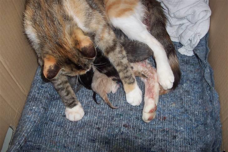 Huskat Boble billede 13