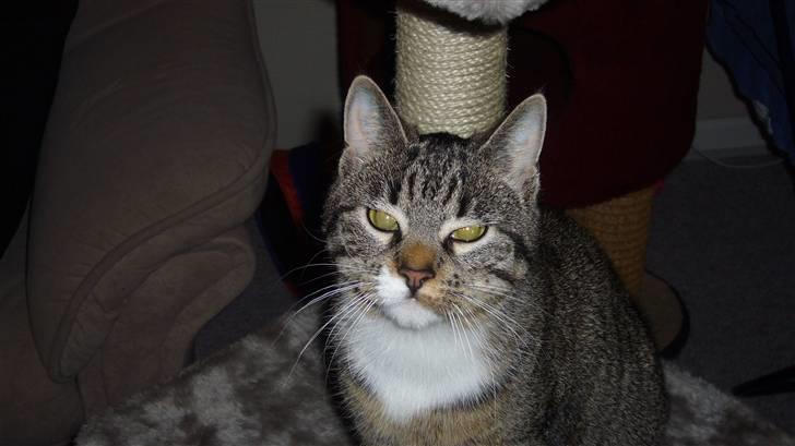 Huskat Zille billede 3