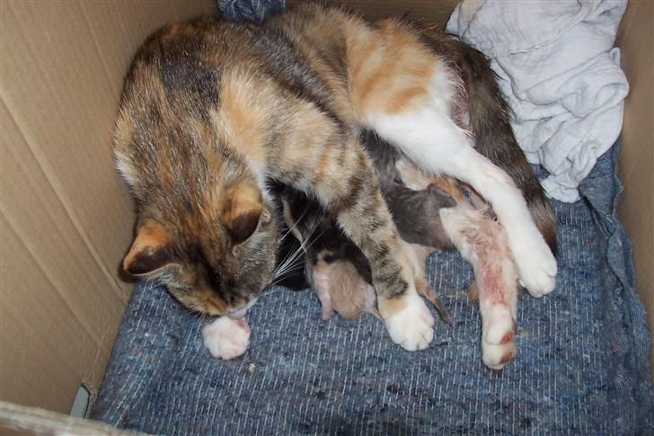 Huskat Boble billede 14