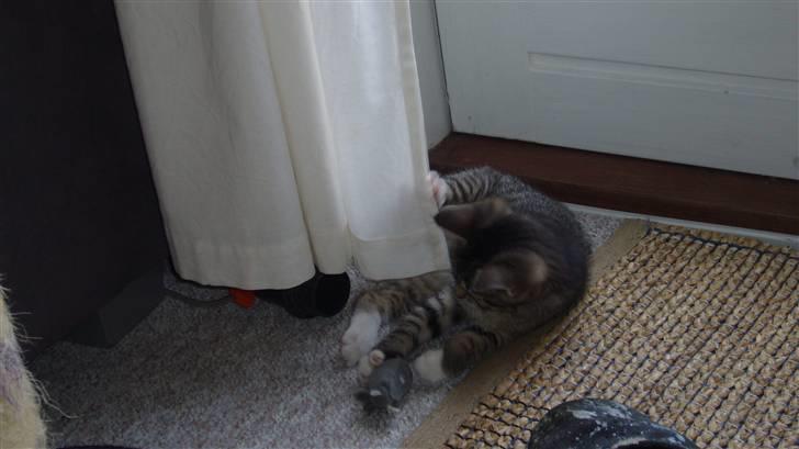 Huskat Zille billede 4