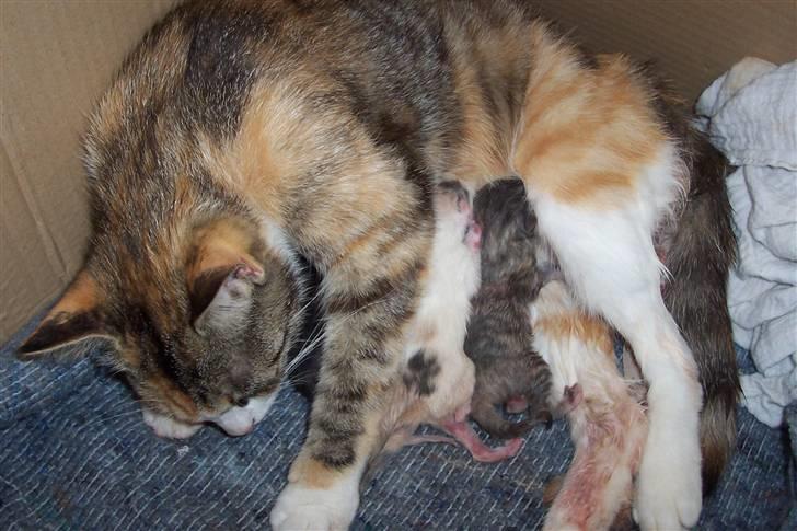 Huskat Boble billede 15