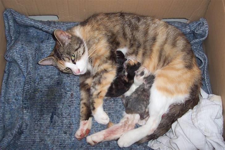 Huskat Boble billede 16