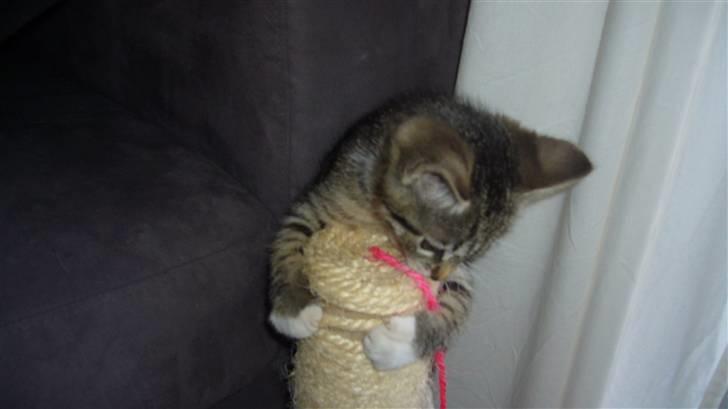 Huskat Zille billede 5