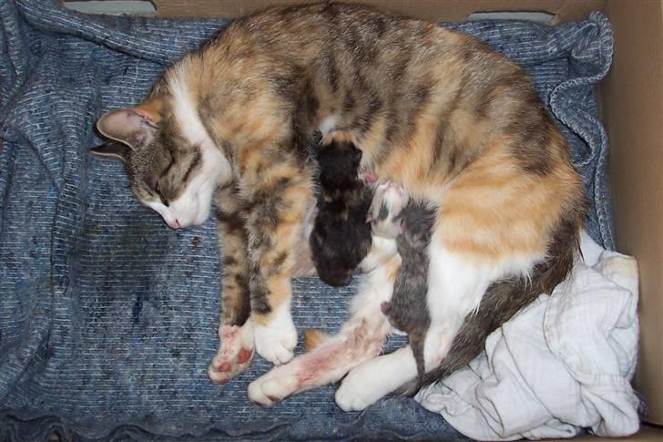 Huskat Boble billede 17