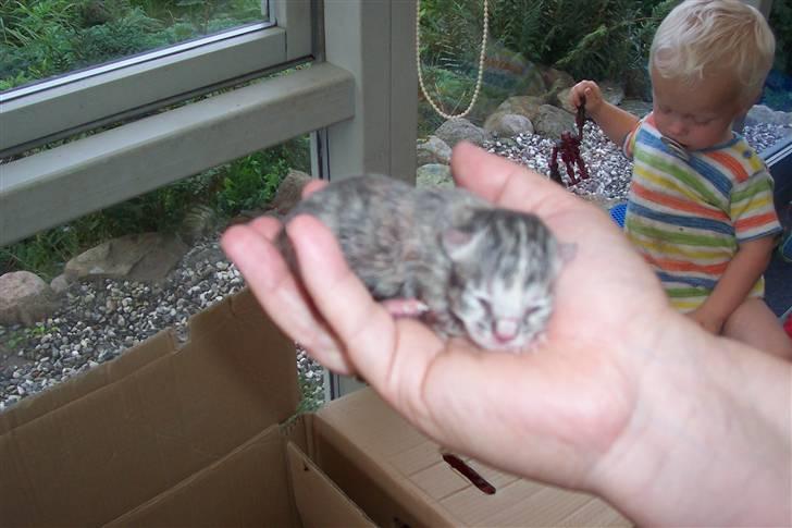 Blanding af racer Rapunzel billede 9