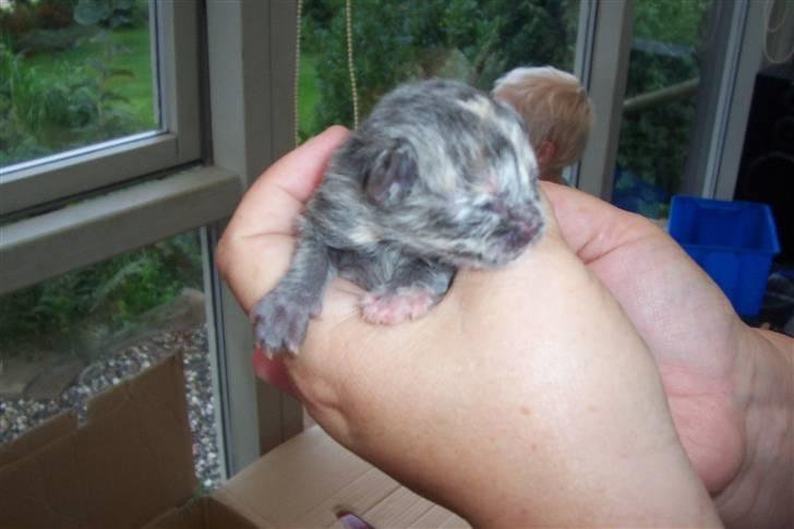 Blanding af racer Rapunzel billede 10