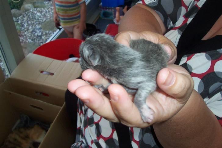 Blanding af racer Rapunzel billede 11