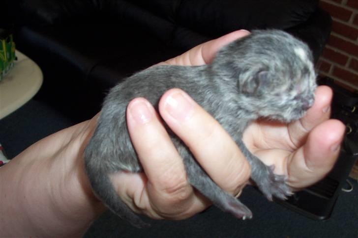 Blanding af racer Rapunzel billede 12