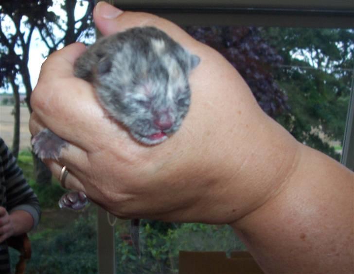 Blanding af racer Rapunzel billede 13