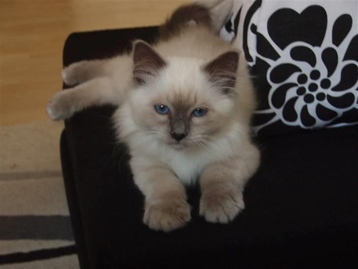 Hellig Birma Lucius billede 1