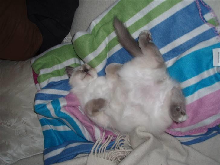 Hellig Birma Lucius billede 4