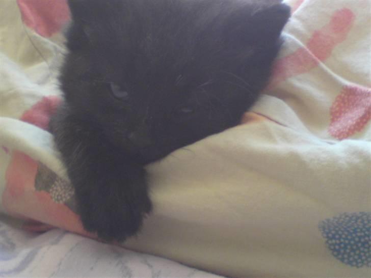 Huskat Baby/panter billede 5