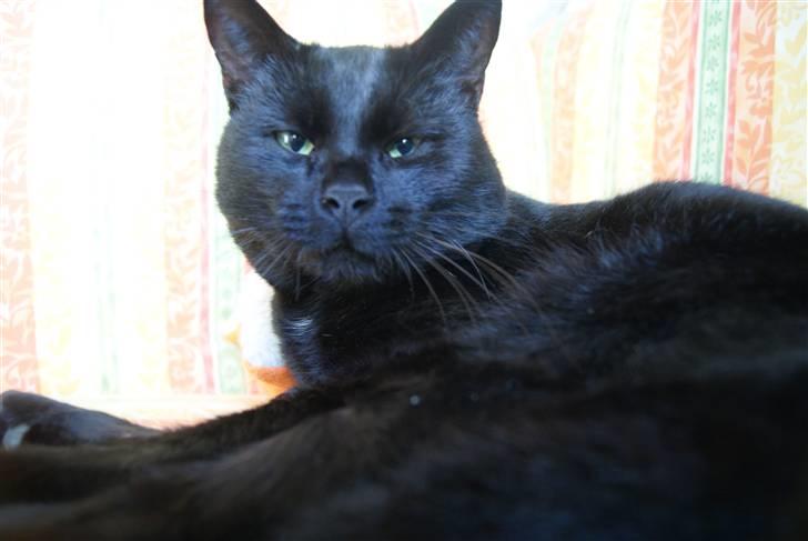 Huskat Baby/panter billede 12