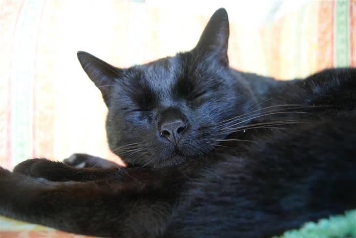 Huskat Baby/panter billede 6