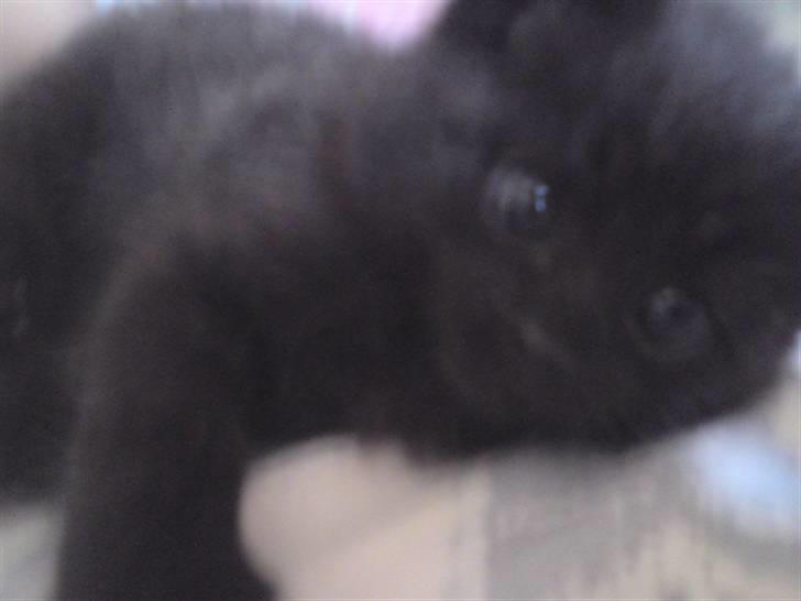 Huskat Baby/panter billede 8