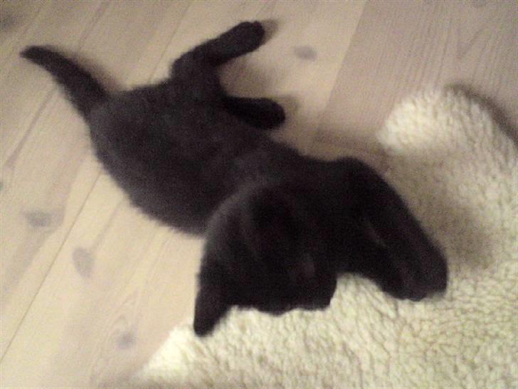 Huskat Baby/panter billede 9